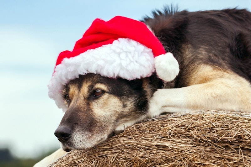 bee-common-widget-bar.row-alt