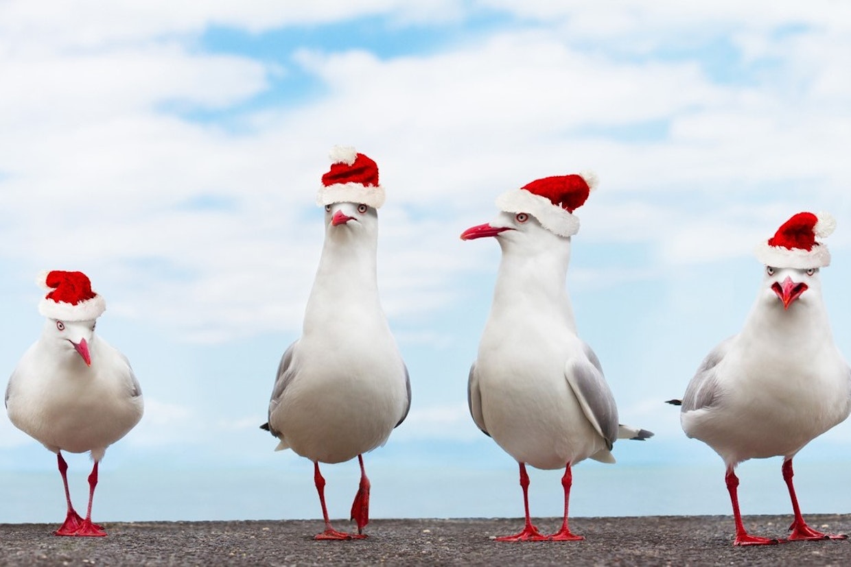 bee-common-widget-bar.row-alt